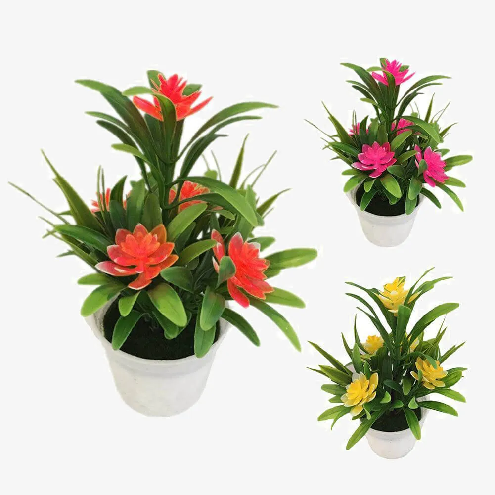 Plant Bonsai for Christmas New Year