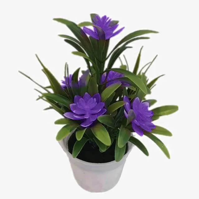 Plant Bonsai for Christmas New Year